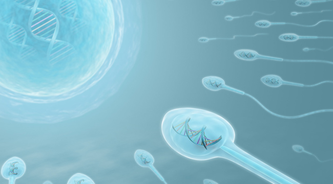 Sperm DNA Fragmentation Assay
